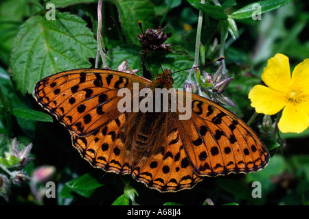 High Brown Fritillary Butterfly (Argynnis adippe). Cumbria, England. Stock Photo