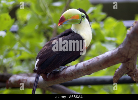 Toucan ramphastos perched on a branch Stock Photo