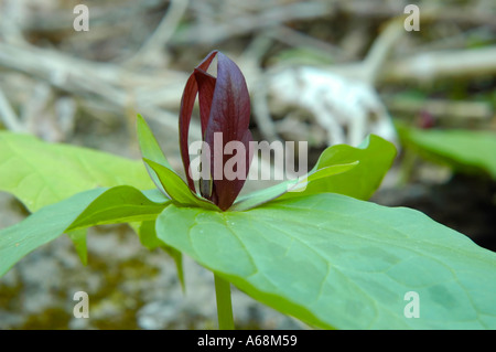 Sessile Trillium Wildflower Stock Photo
