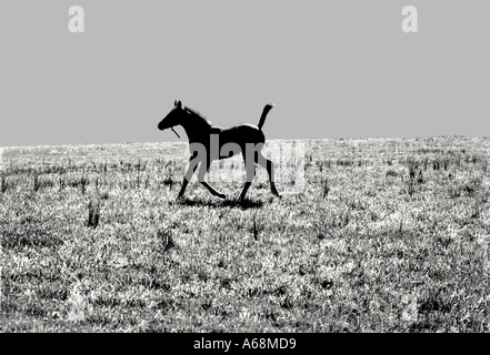 Young Foal Running in Meadow Stock Photo