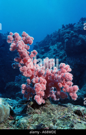 thistle soft corals Stock Photo