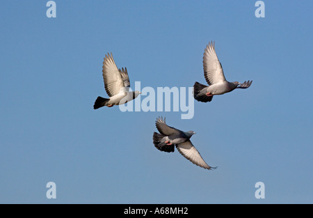 Rock Doves Columba livia in Flight Hunstanton North Norfolk UK March Stock Photo