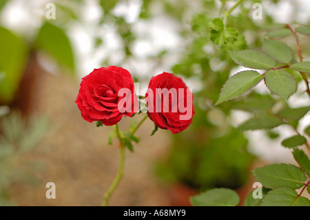 Close-up of two red roses Stock Photo