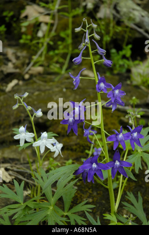 Dwarf Larkspur Wildflower Stock Photo