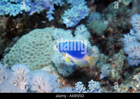 blue damselfish among soft corals Stock Photo