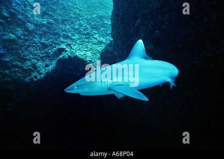black tailed shark Stock Photo