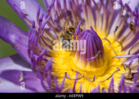 A bee on a large purple flower (Brazil 2005) Stock Photo