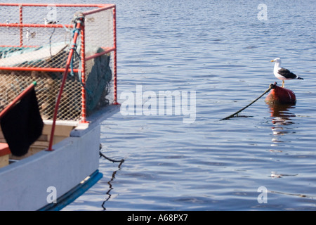 Seagull perched on top of a buoy in the harbour of Punte Del Este Stock Photo