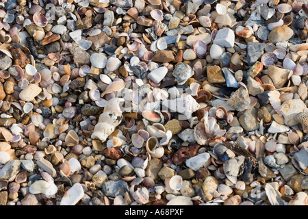 Shells Stock Photo