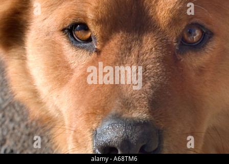 Close up of dogs nose and eyes Stock Photo