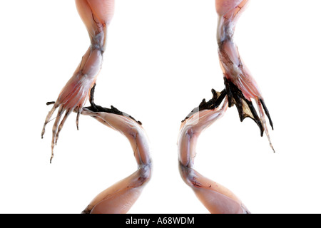 Raw Skinned Frogs Legs Stock Photo: 40194035 - Alamy