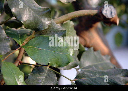 Ceratonia siliqua Carob Tree or St. John's Bread Stock Photo