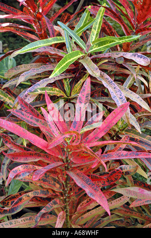 Columnea Sanguinea also called Dalbergaria Sanguinea Flying Goldfish Plant Stock Photo