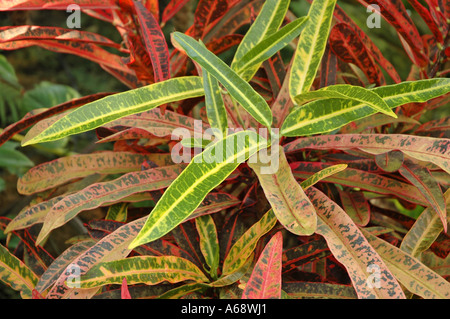 Columnea Sanguinea also called Dalbergaria Sanguinea Flying Goldfish Plant Stock Photo