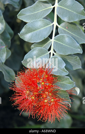 Metrosideros Excelsa Pohutukawa also called New Zealand Christmas Tree or Bottle brush Stock Photo