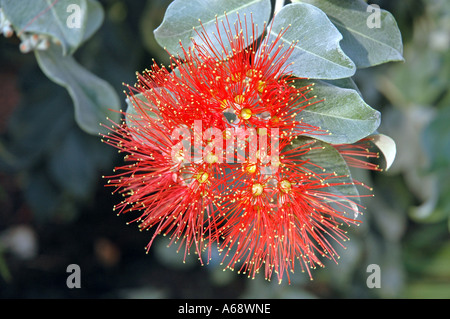 Metrosideros Excelsa Pohutukawa also called New Zealand Christmas Tree or Bottle brush Stock Photo