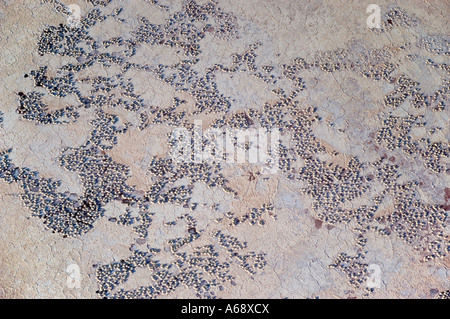 lake natron flamingo nest lake natron flamingo nest