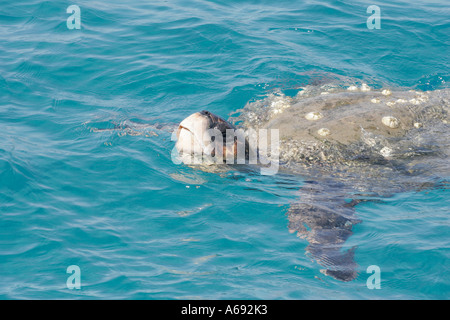 Loggerhead Sea Turtle [Caretta caretta] surfacing for air, shell covered in barnacles, Zante, Zakynthos, Ionian Islands, Greece Stock Photo