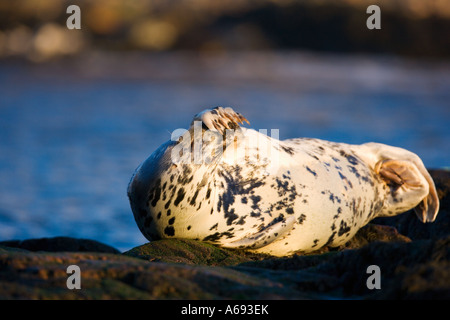 Grey seal at haul out site Stock Photo