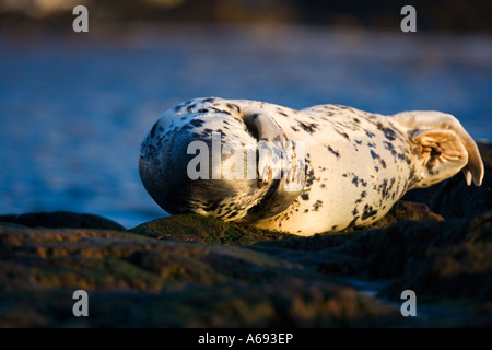 Grey seal at haul out site Stock Photo