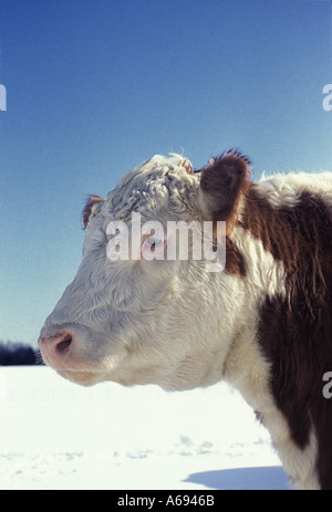 Proud Bull: Side view of a Polled Hereford bull closeup in snowy day with a furry winter coat, Midwest USA Stock Photo