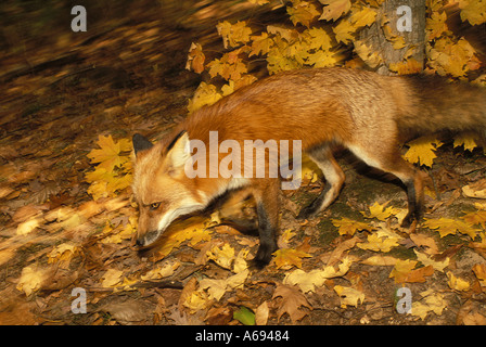 Red fox (Vulpes fulva) running in autumn leaves Midwest United States of America Stock Photo