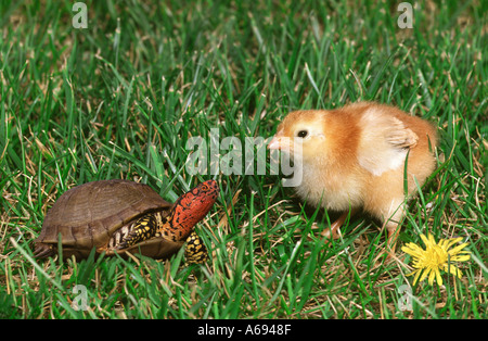 Rhode Island Red chick and a male Three-toed box turtle meet in lawn, Missouri USA Stock Photo