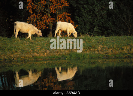 Two Charolais cows reflected in water as they graze beside fall colored trees, Missouri USA Stock Photo