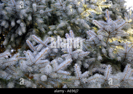 green plant tree hardy botany horticulture garden  pine winter  germanic colour color germany german deutschland deutsch europe Stock Photo