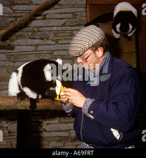 UK Devon Exmoor Zoological Park Danny Reynolds with Black and White Ruffed Lemur Stock Photo