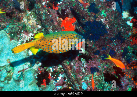 Yellow boxfish Ostracion cubicus female Egypt Red Sea Indo Pacific Stock Photo