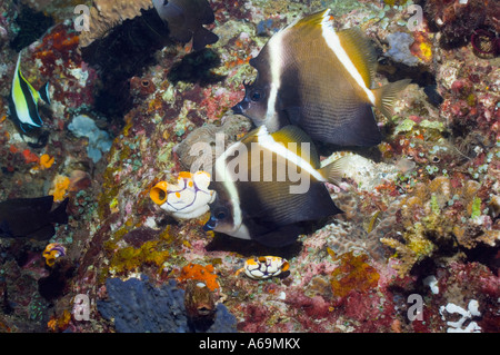 Humphead bannerfish Heniochus varius Lembeh Strait North Sulawesi Indonesia Stock Photo