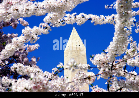 The Washington Monument and the Cherry Blossoms Washington DC USA Stock Photo