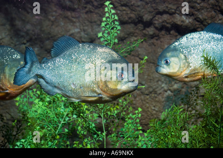 Piranha Serrasalmus nattereri Stock Photo