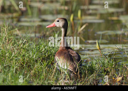 Black bellied Whistling duck Dendrocygna autumnalis Stock Photo