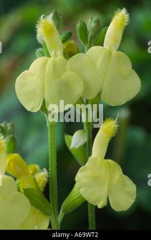 Salvia greggii 'Sungold'. Autumn sage. Stock Photo