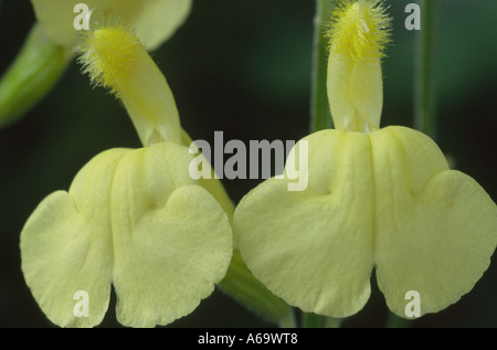 Salvia greggii 'Sungold'. Autumn sage. Stock Photo