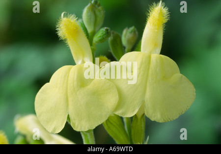 Salvia greggii 'Sungold'. Autumn sage. Stock Photo