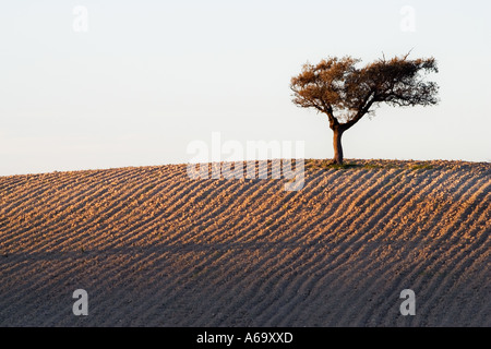 A holm oak on top of a hill, Andalusia, Spain Stock Photo