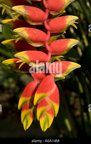 Heliconia rostrata flowers lobster claws family heliconiaceae near Retalhuleu Guatemala Stock Photo