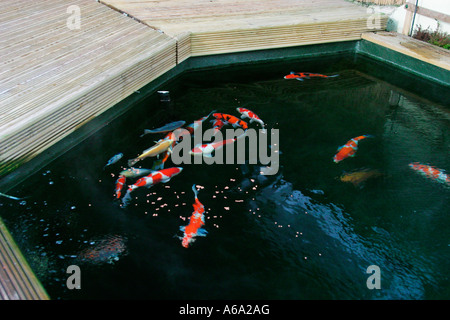 FEEDING KOI Stock Photo