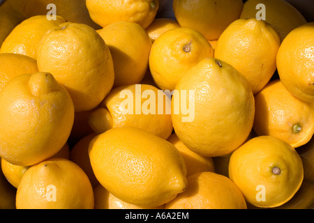Bunch of lemons ready to be made into juice. Grand Old Day St Paul Minnesota USA Stock Photo