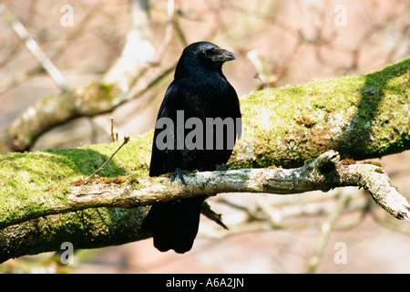 CARRION CROW CORVUS CORONE PERCHING IN TREE FV Stock Photo