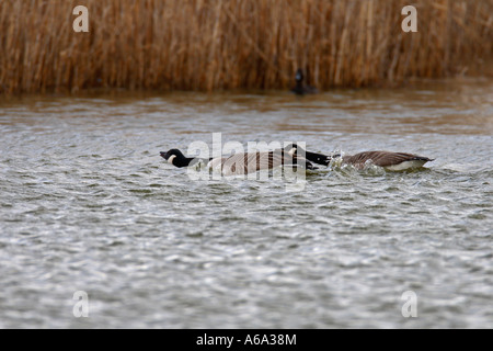 CANADA GOOSE BRANTA CANADENSIS PAIR DISPLAYING AGGRESSION Stock Photo