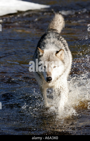 Timber Wolf in Northern Minnesota walking through a river Stock Photo