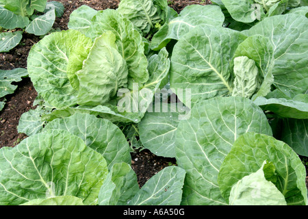 Cabbage Spring Hero matures in late March and April with large ...
