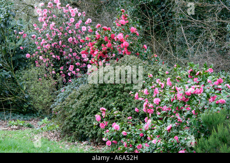 Williamsii Camellia in Holbrook garden march 14 from front Elsie Jury Anticipation Donation Stock Photo