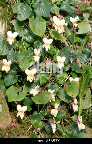 Viola odorata apricot Stock Photo