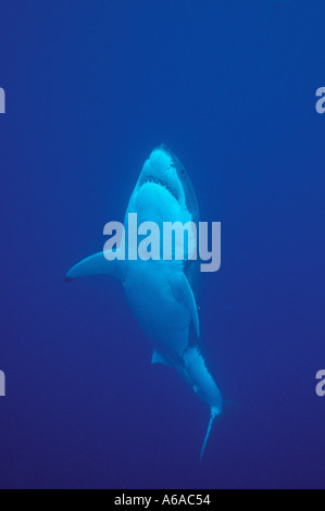 Photo NG 10 Great White Shark Carcharodon carcharias Photo Copyright Brandon Cole Stock Photo