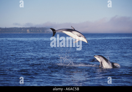 Photo NB93 Pacific White sided Dolphins Lagenorhynchus obliquidens Photo Copyright Brandon Cole Stock Photo